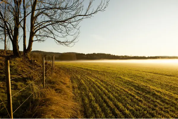 Wałbrzych, Książ, Teren pod zalesienie - dotacje z UE
