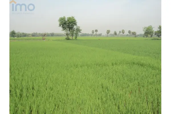 krapkowicki, Strzeleczki, Kujawy, Dzierżawa z możliwością kupna terenu