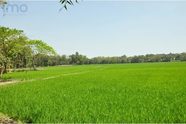 opolskie, kluczborski, Wołczyn, Krzywiczyny, Oddam w dzierżawę - PILNE !