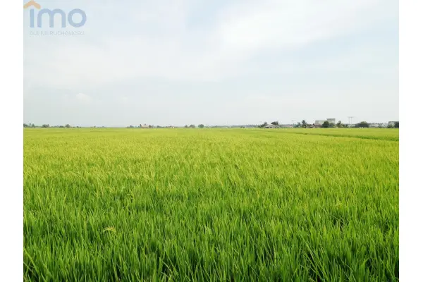 ostrowiecki, Waśniów, Garbacz, Oddam w dzierżawę, czarnoziem